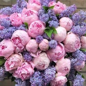 Meet your Posher, Ashley!